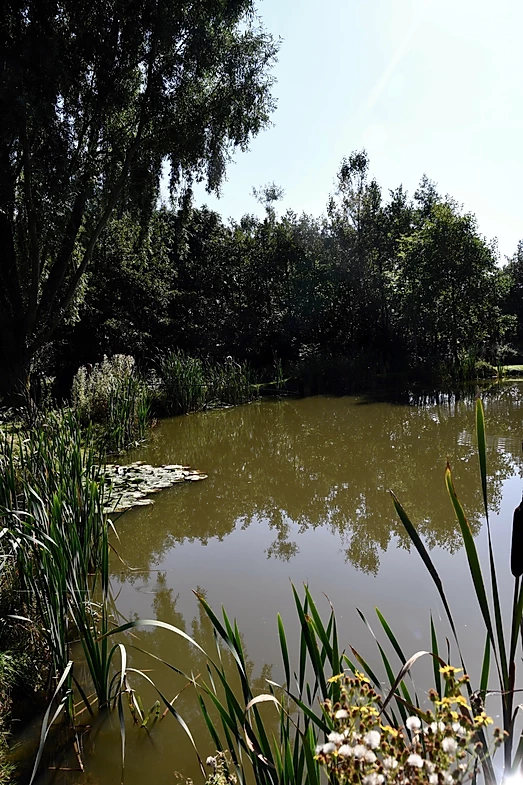 image of chorley springs