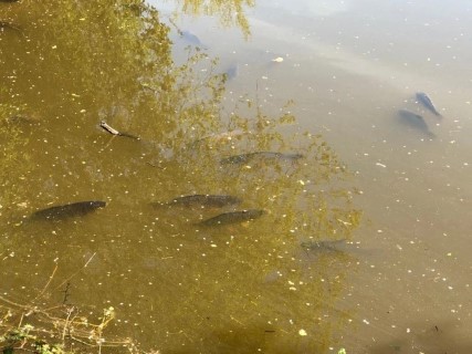 image of chorley springs