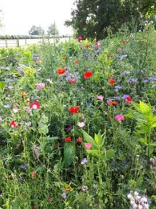 WildFlowers August 2020