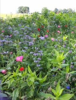 WildFlowers August 2020