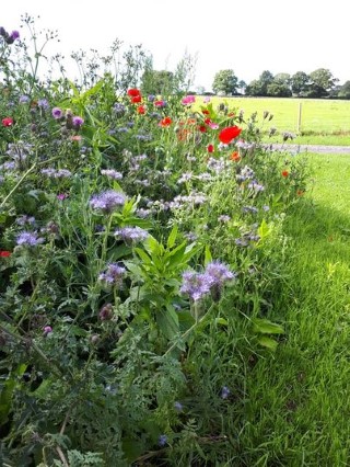 WildFlowers August 2020
